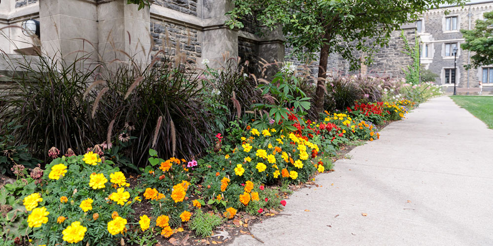 vic garden flowers