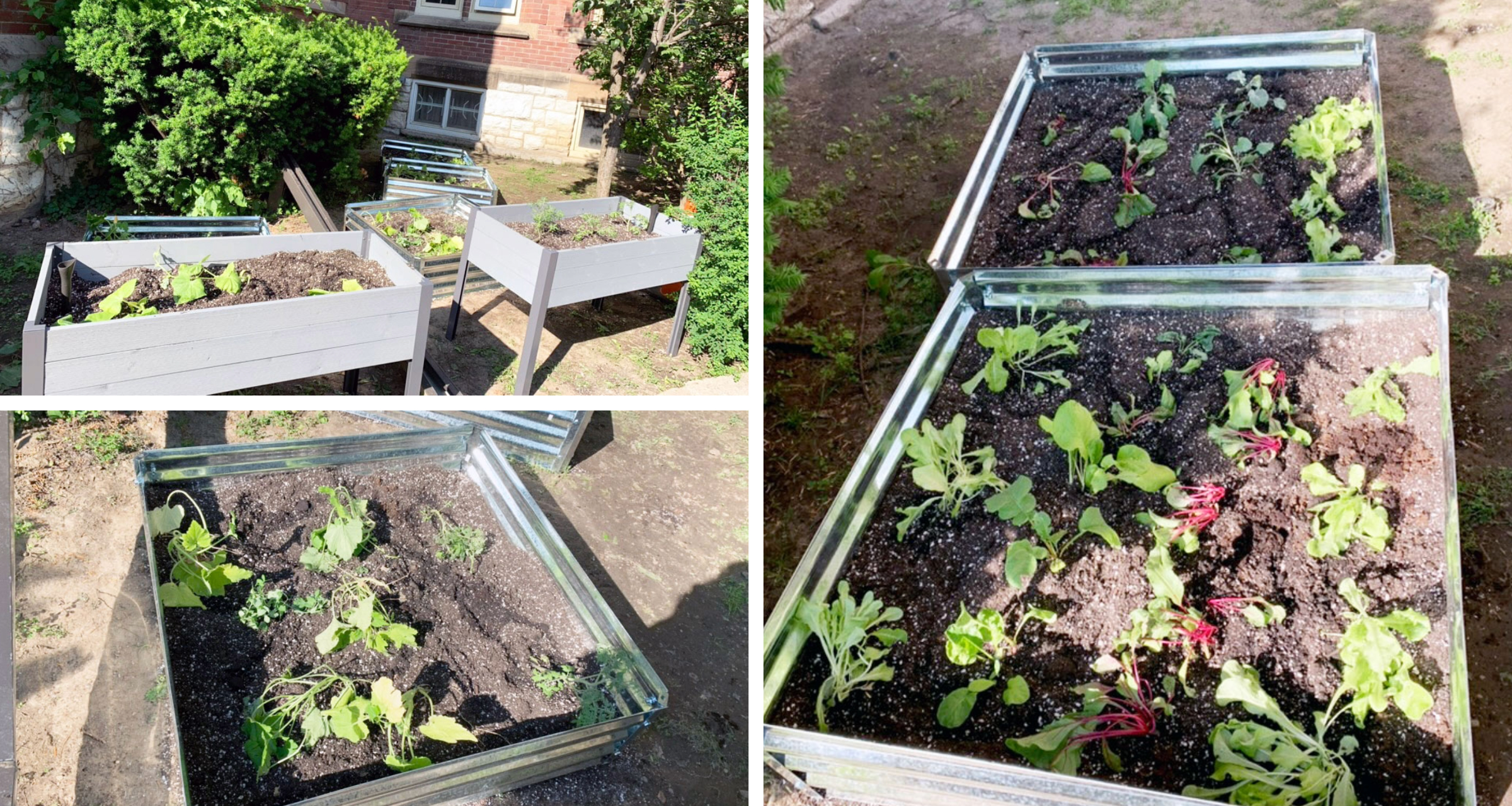 A three-image collage showcasing a student-run community garden. The images feature metal garden beds filled with green vegetables thriving in rich soil.